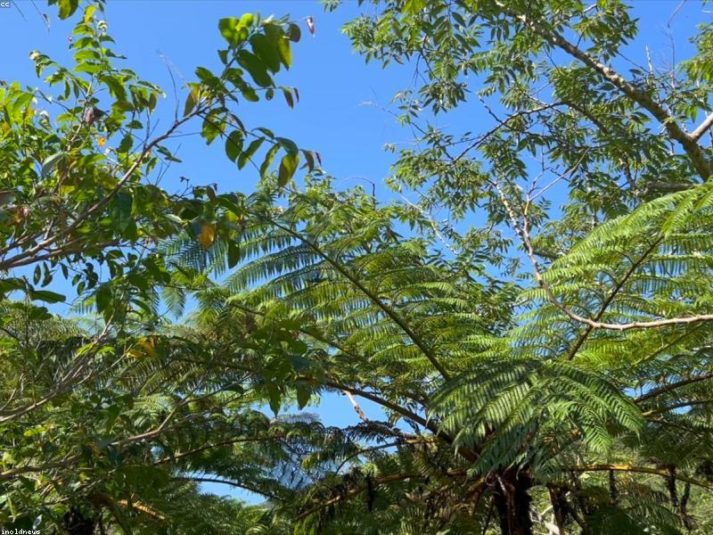 Native forest with tall trees