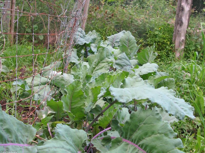 A lush, simple vegetable garden with ripe tomatoes and herbs