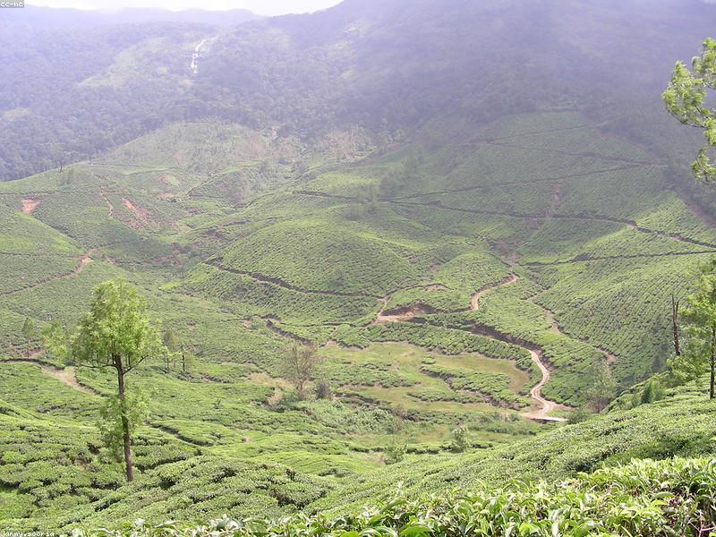 Rolling hills covered in green tea plantations in Munnar