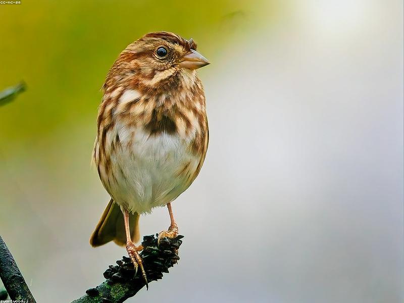 Two small birds perched on a garden fence