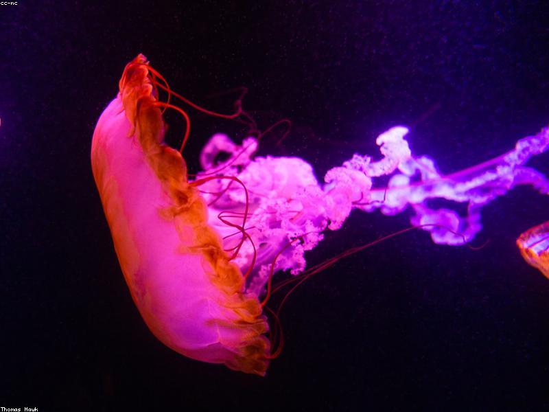 A glowing jellyfish floating in deep blue water