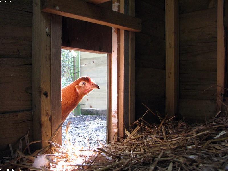A group of hens in a farmyard establishing order