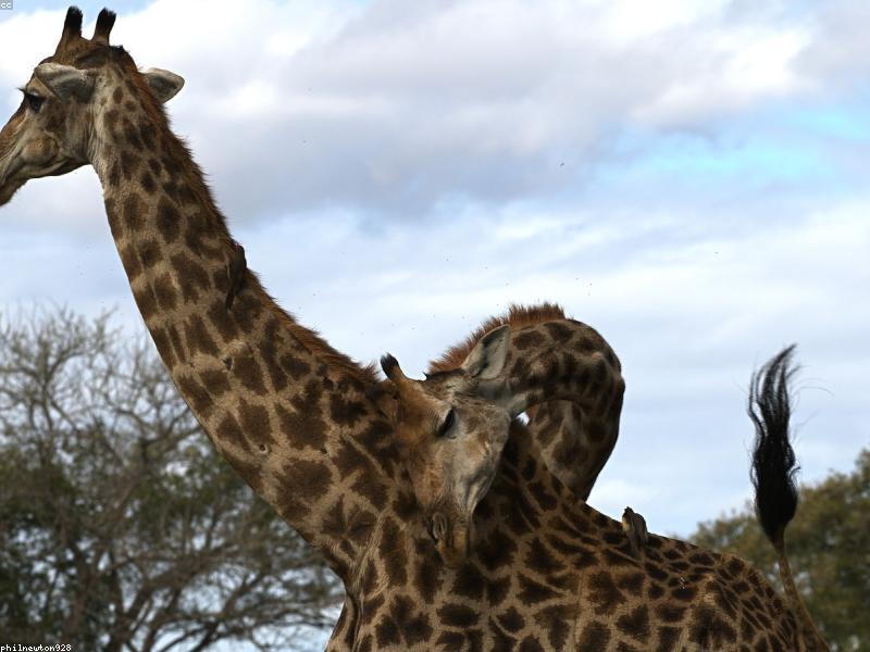 Two giraffes with their long necks intertwined