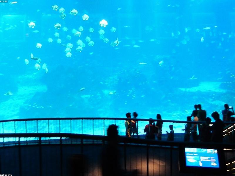 A cleaner fish attending to a larger fish