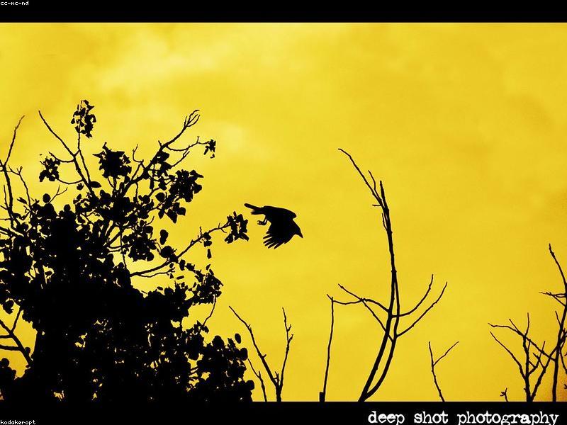 A crow sitting on a branch looking intently