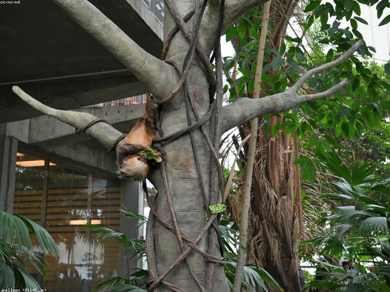 A sloth hanging slowly from a tree branch
