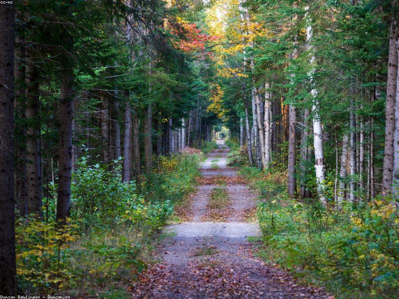 A scenic mountain trail winding through pine trees with a hiker in the distance